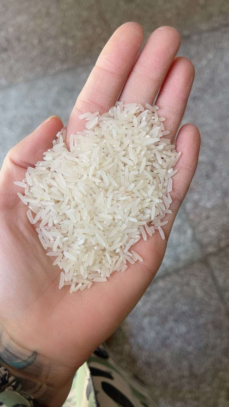 广西香米