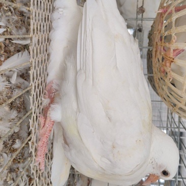 江西30日龄乳鸽