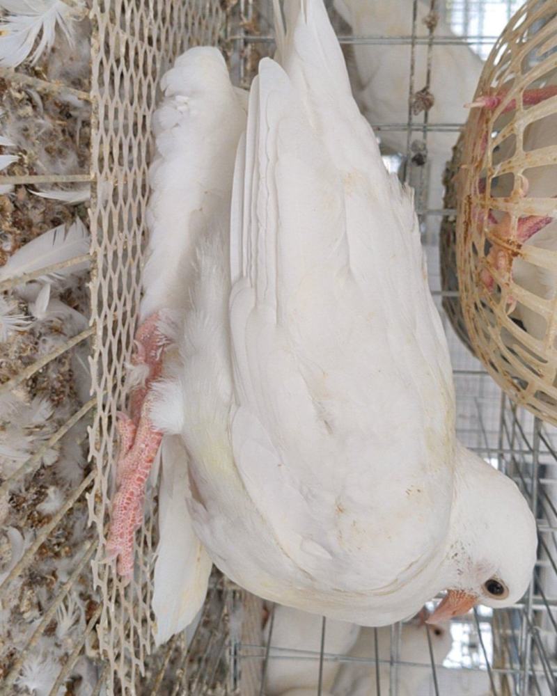 江西30日龄乳鸽
