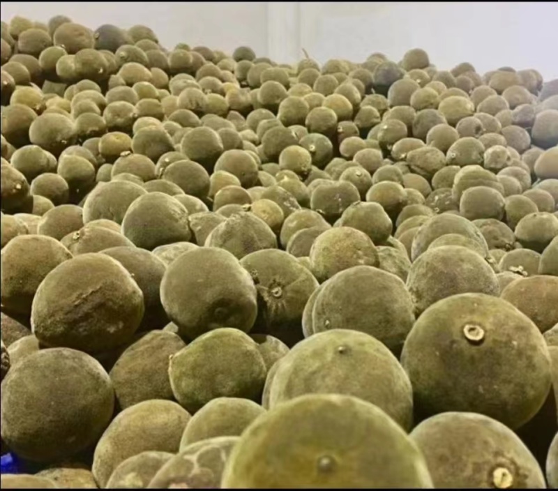 正宗化橘红种植基地自产自销
