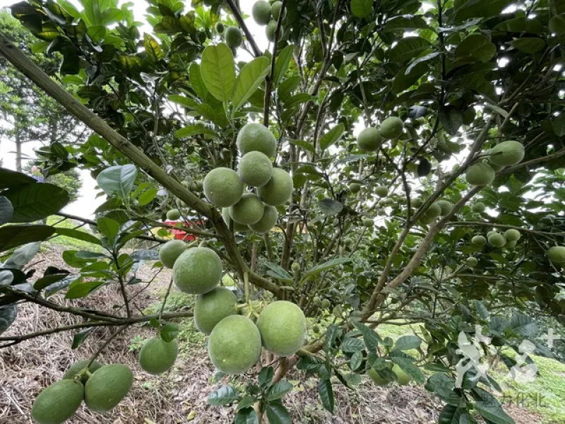 正宗化橘红种植基地自产自销