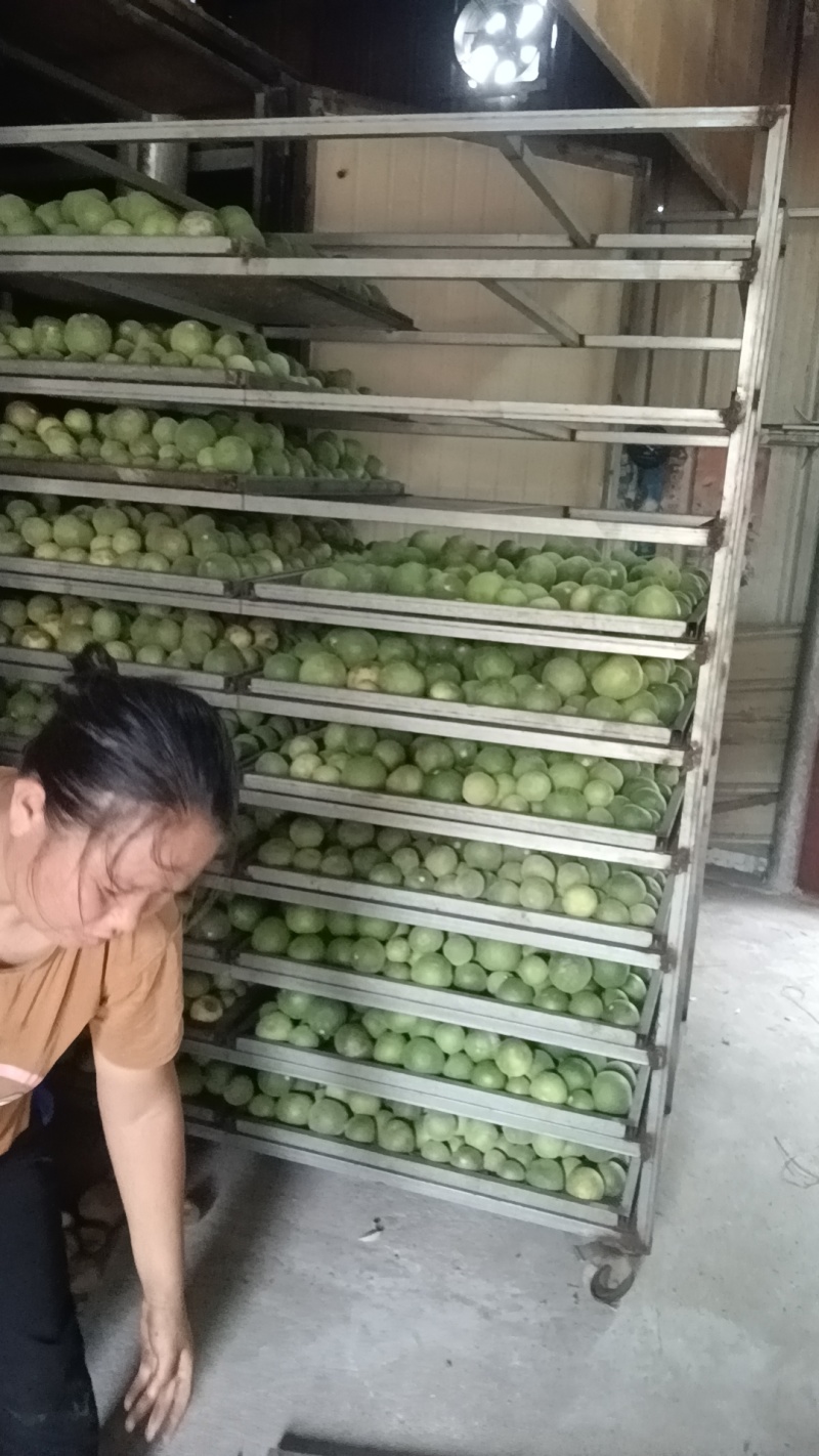正宗化橘红种植基地自产自销