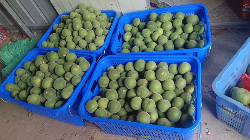 正宗化橘红种植基地自产自销