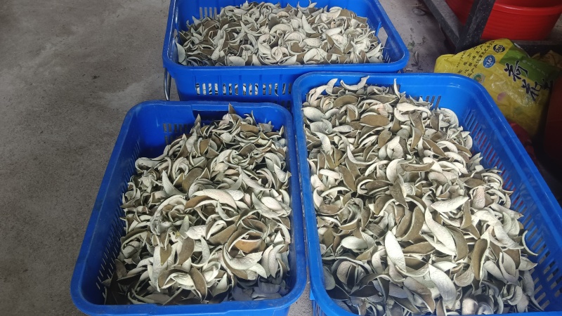 正宗化橘红种植基地自产自销