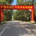 正宗化橘红种植基地自产自销