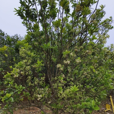 正宗化橘红种植基地自产自销