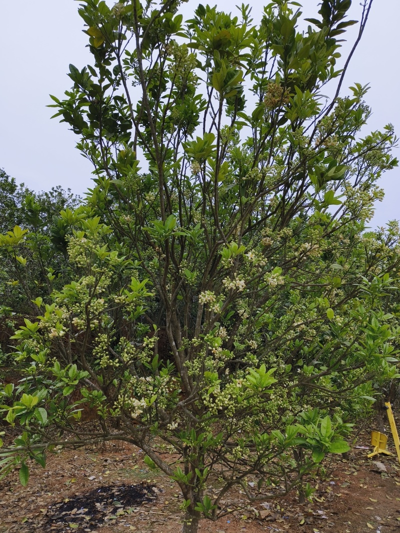 正宗化橘红种植基地自产自销