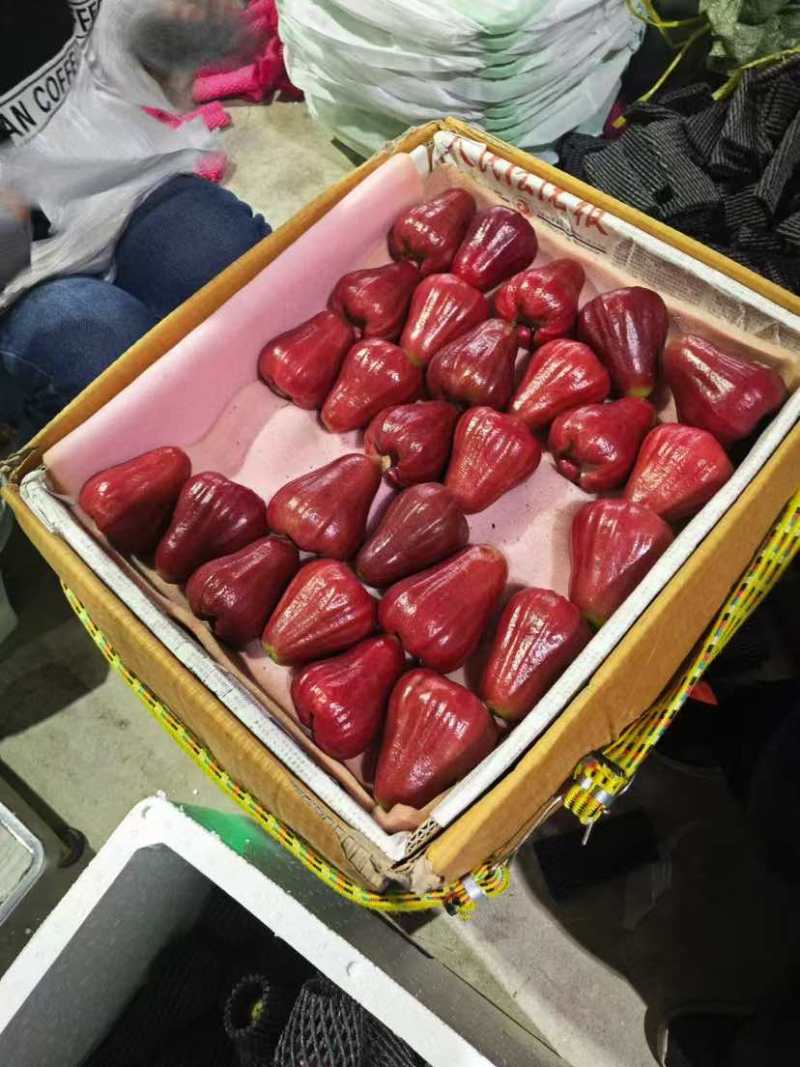 海南黑金刚莲雾代办，对接全国批发市场，社区团购有需要可以联系