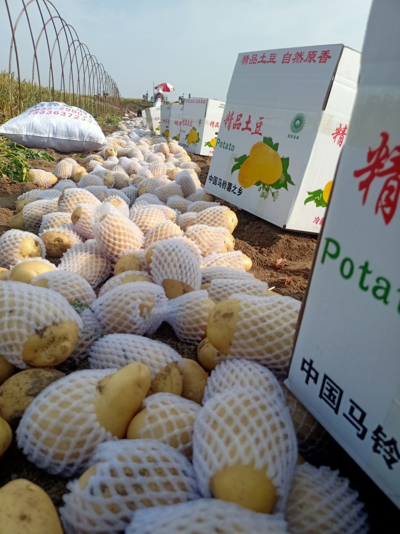 滕州优质土豆大量上市，V7沃土，荷兰系列
