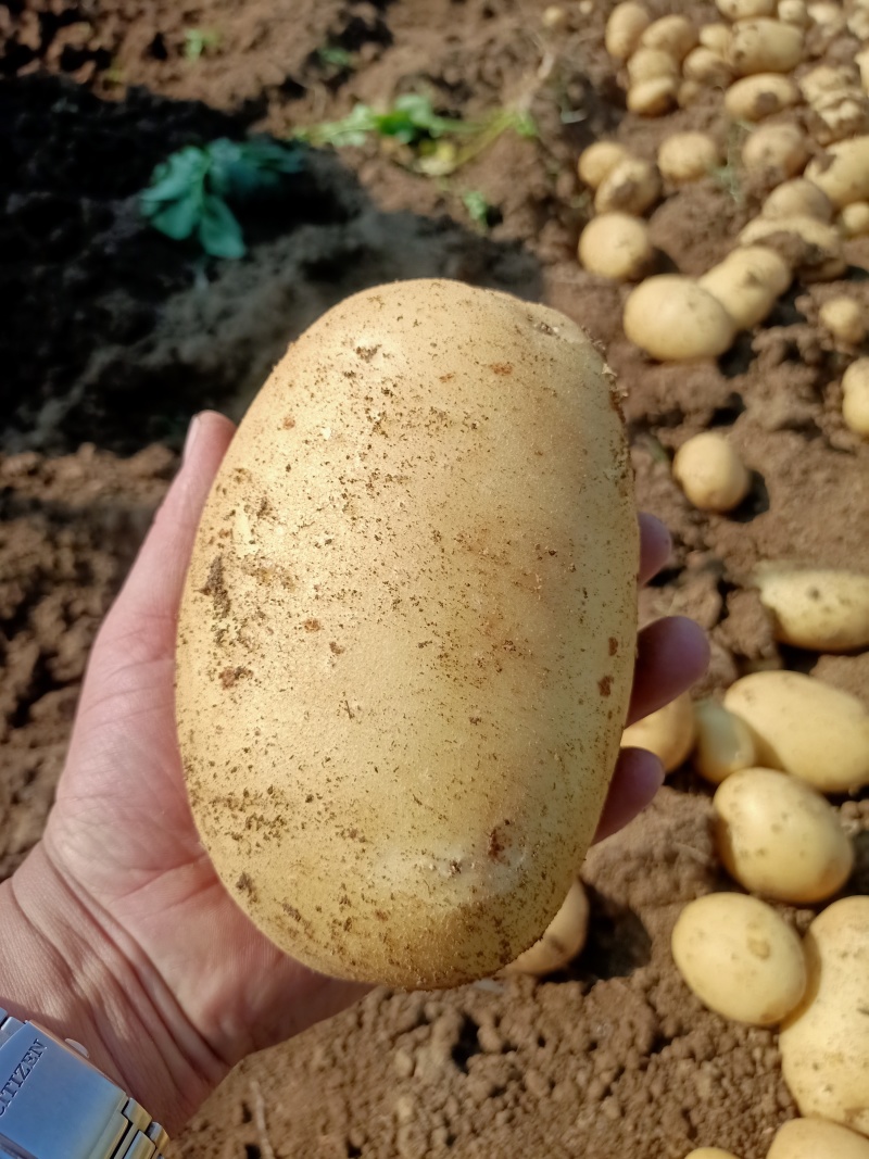 滕州优质土豆大量上市，V7沃土，荷兰系列