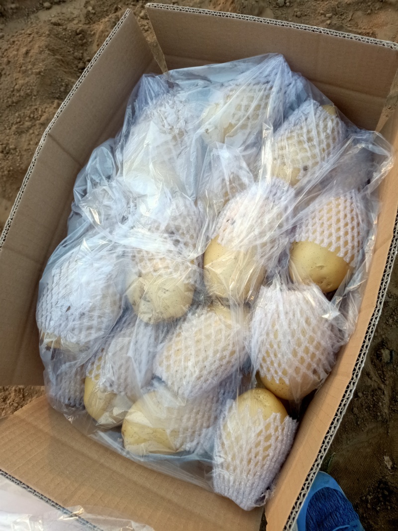 滕州优质土豆大量上市，V7沃土，荷兰系列