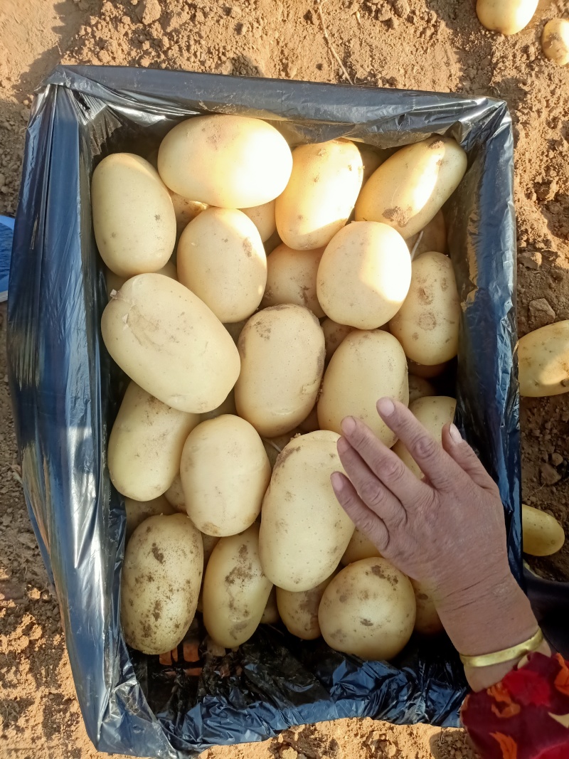 滕州优质土豆大量上市，V7沃土，荷兰系列