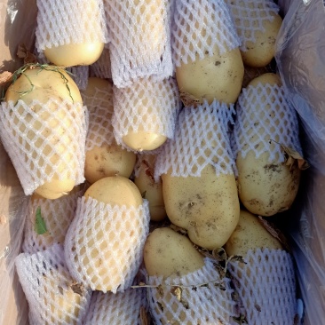 滕州优质土豆大量上市，V7沃土，荷兰系列