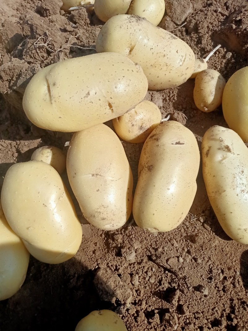 滕州优质土豆大量上市，V7沃土，荷兰系列