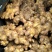 生姜