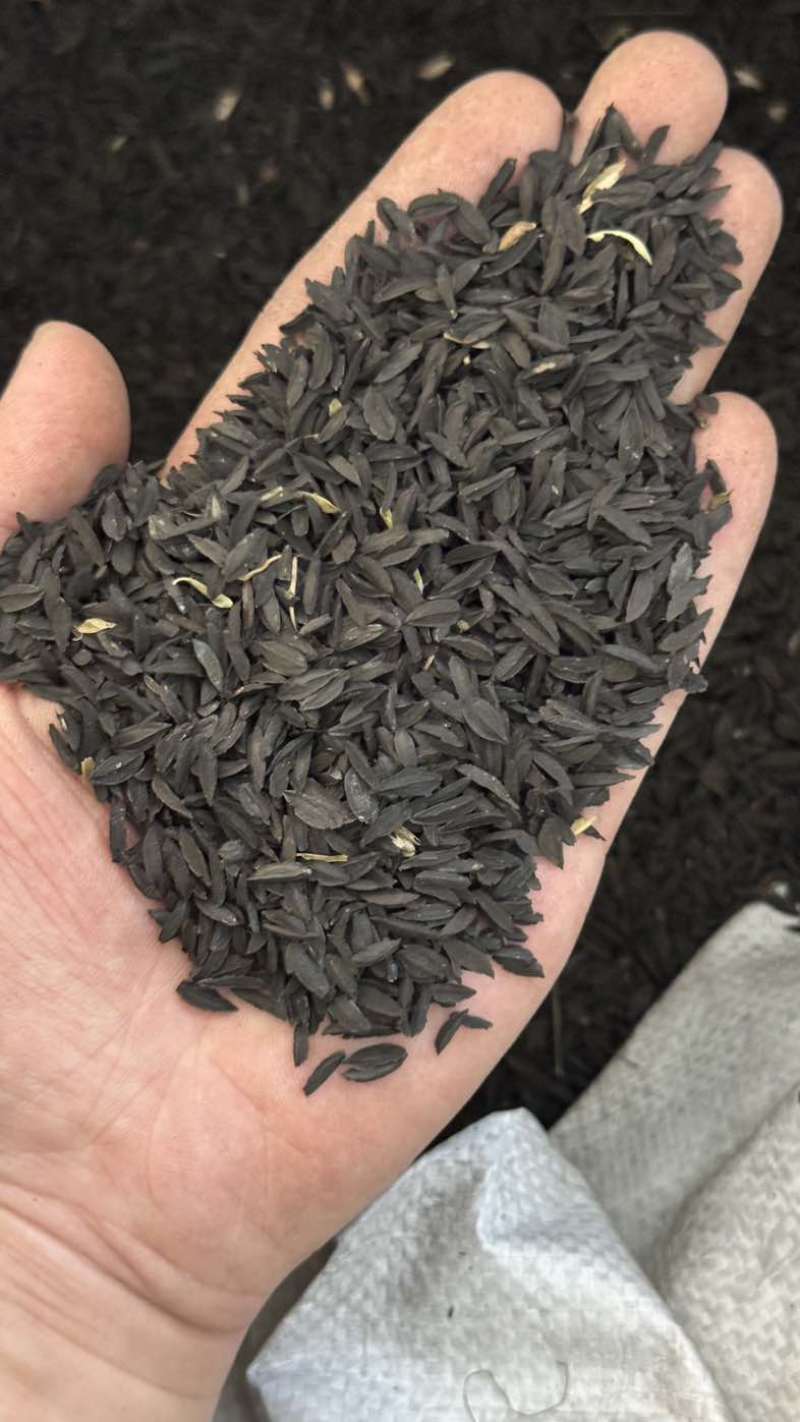 知母种子量大价优支持视频看货欢迎来电洽谈
