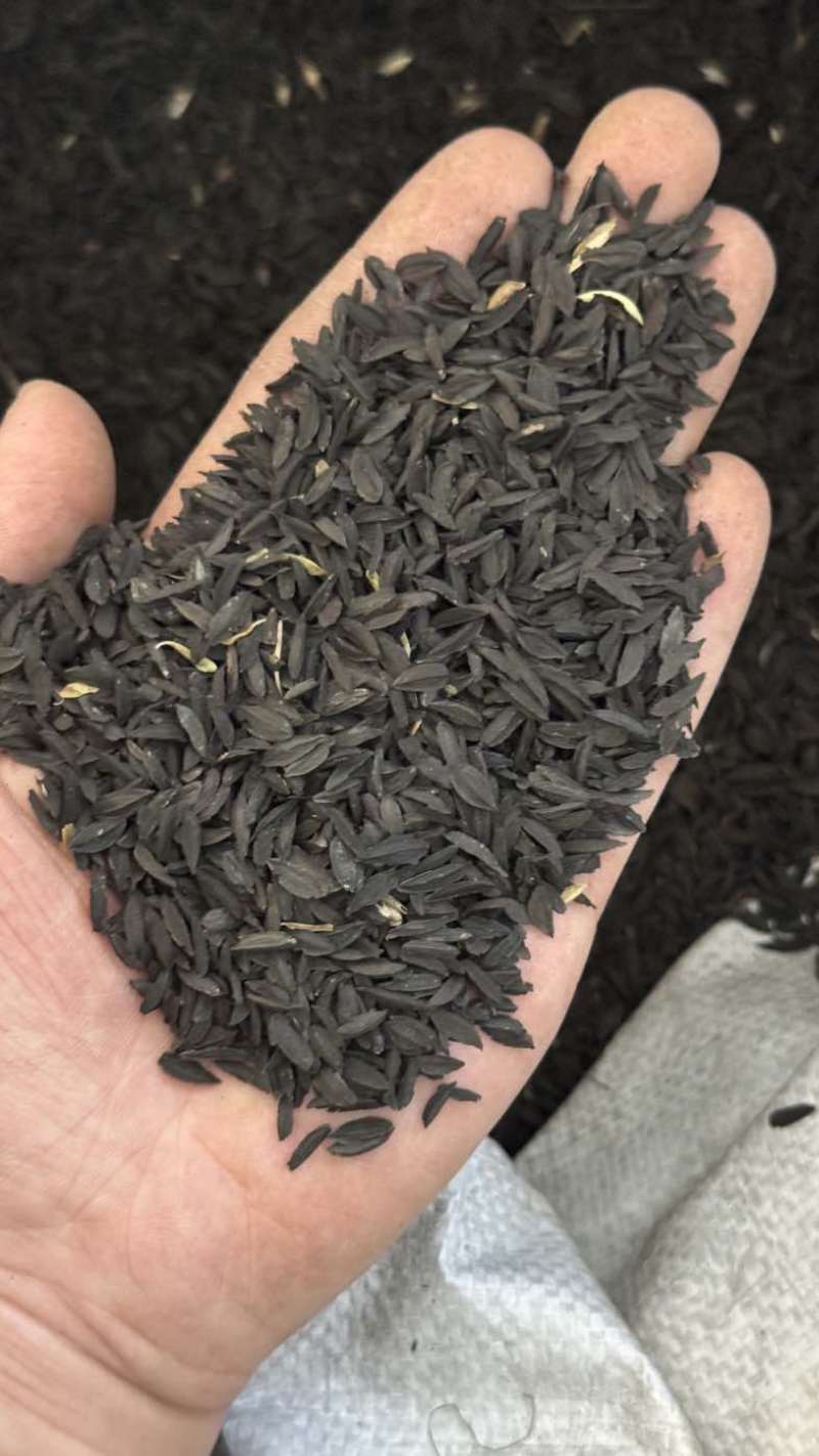 知母种子量大价优支持视频看货欢迎来电洽谈