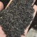 知母种子量大价优支持视频看货欢迎来电洽谈