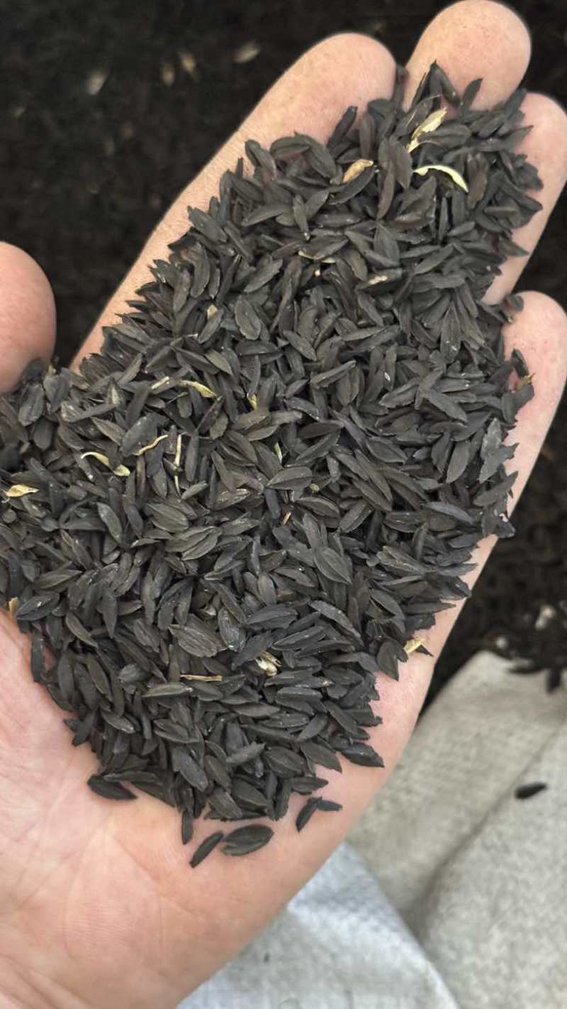 知母种子量大价优支持视频看货欢迎来电洽谈