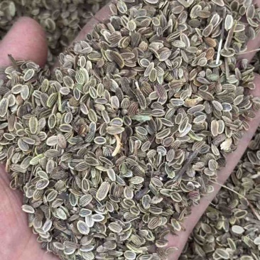 防风种子包发芽率免费提供种植技术欢迎来电洽谈合作
