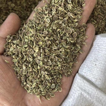 前胡种子5斤以上非边远地区包邮！量大价优欢迎来电