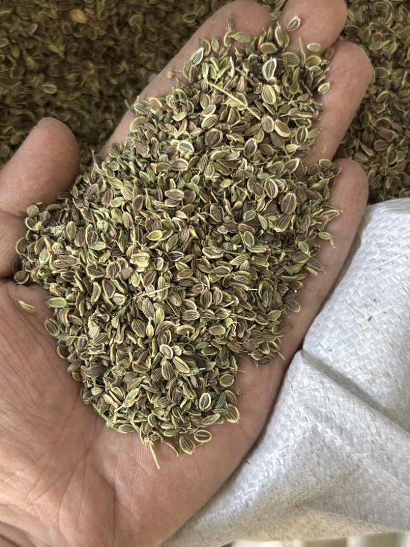 前胡种子5斤以上非边远地区包邮！量大价优欢迎来电