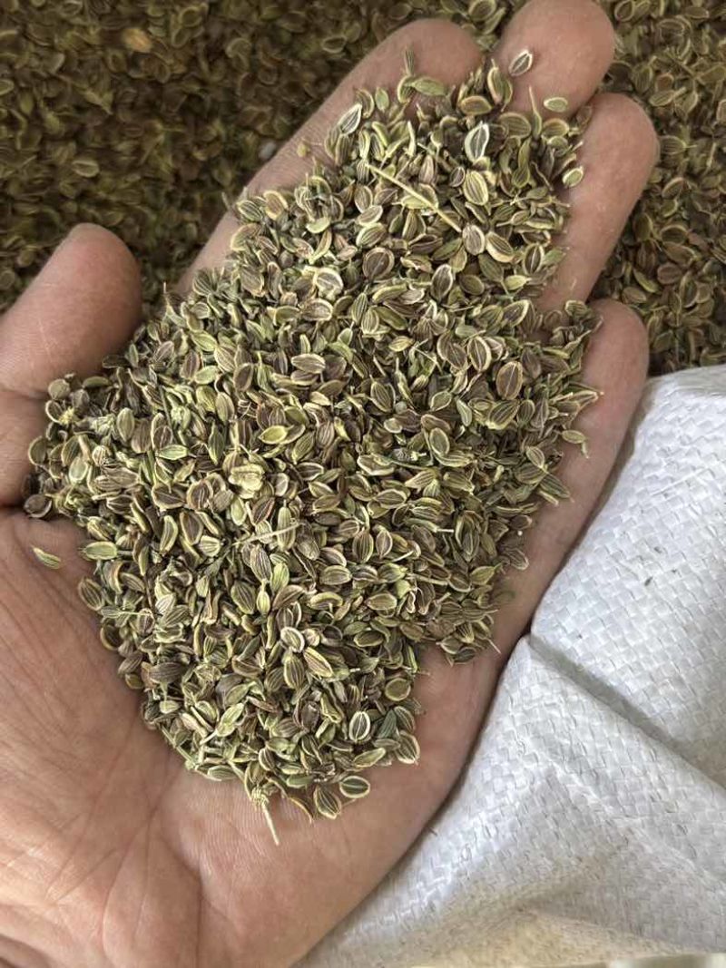 前胡种子5斤以上非边远地区包邮！量大价优欢迎来电