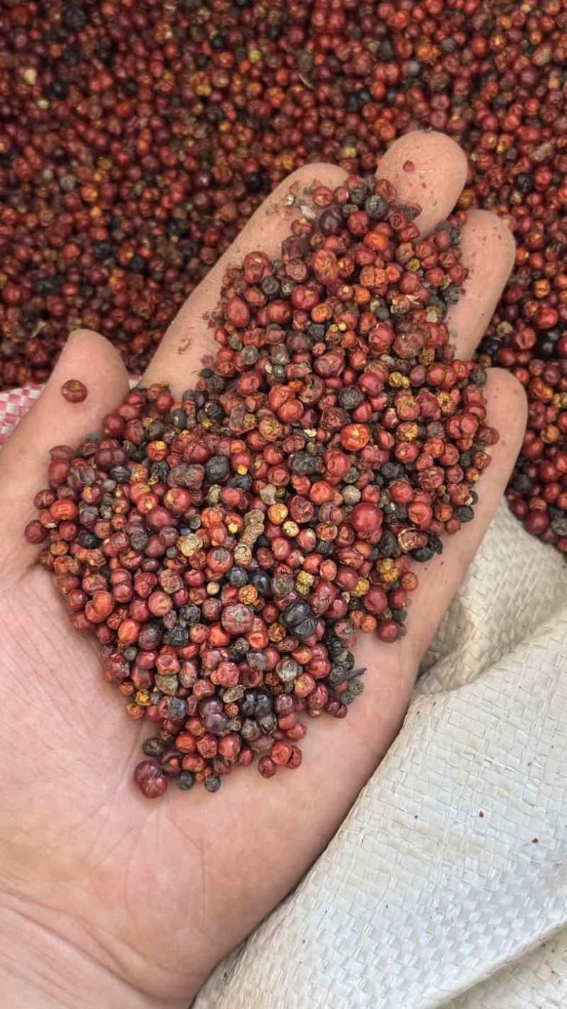 热卖中茜草种子品质上乘出芽率高欢迎下单诚信经营