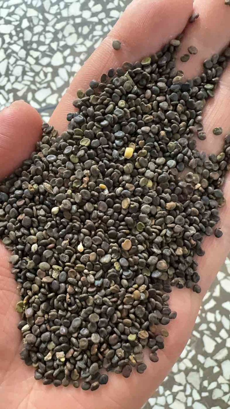 黄芪种子诚信经营5斤以上非边远地区包邮！欢迎下单
