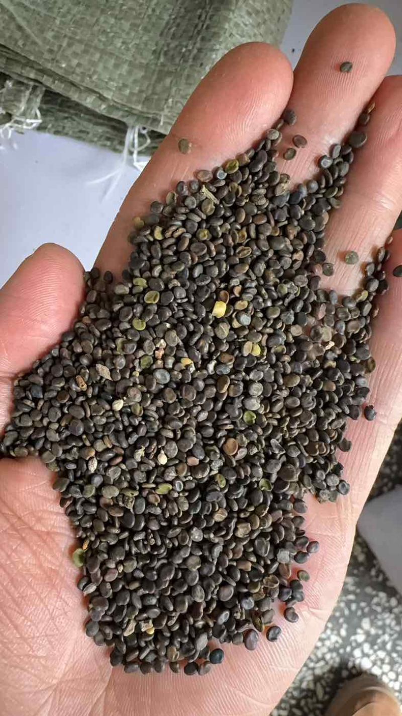 黄芪种子诚信经营5斤以上非边远地区包邮！欢迎下单