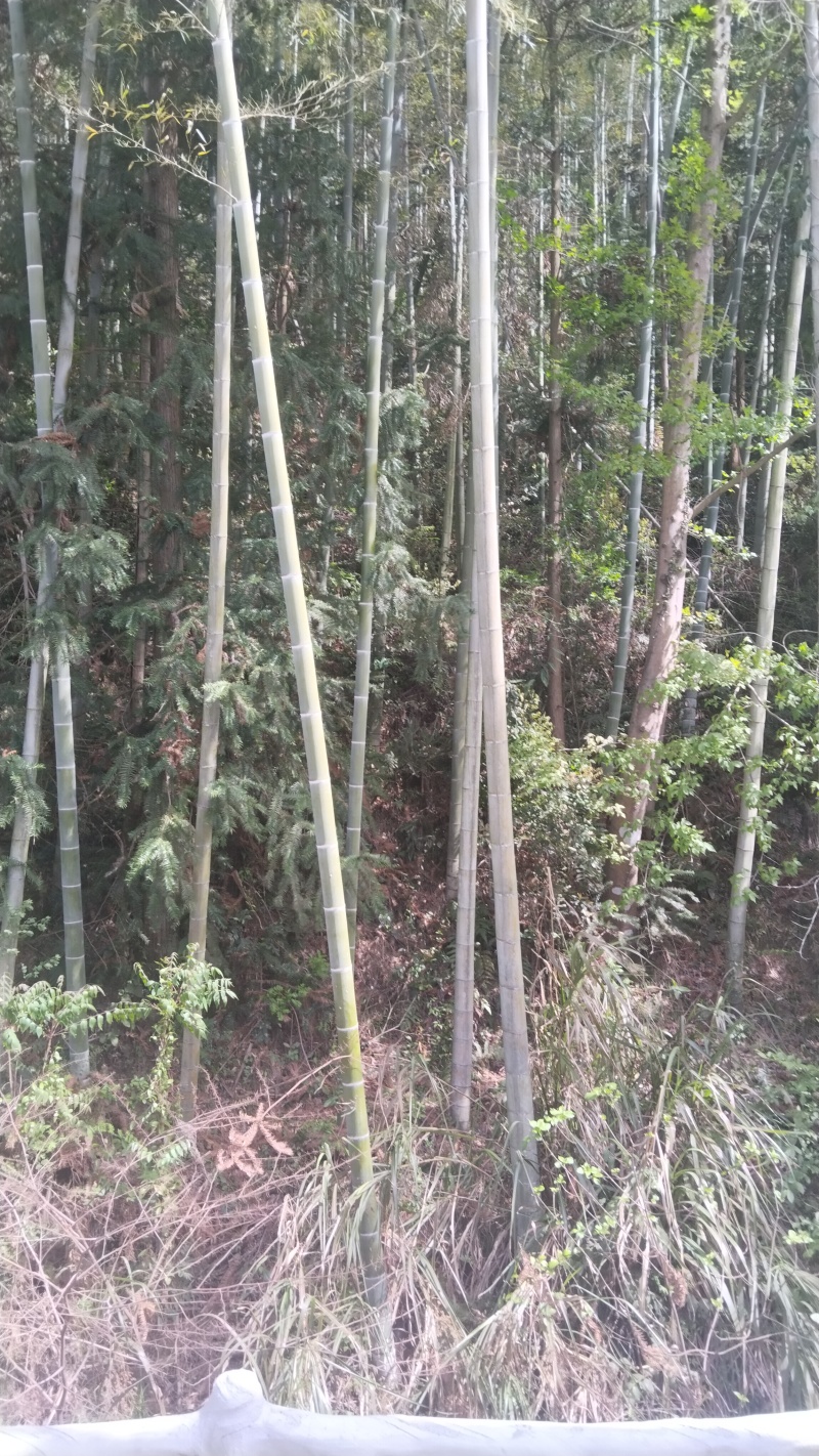 竹片竹条楠竹毛竹板温室龙骨大棚竹篱笆蔬菜架农用搭架竹栅栏