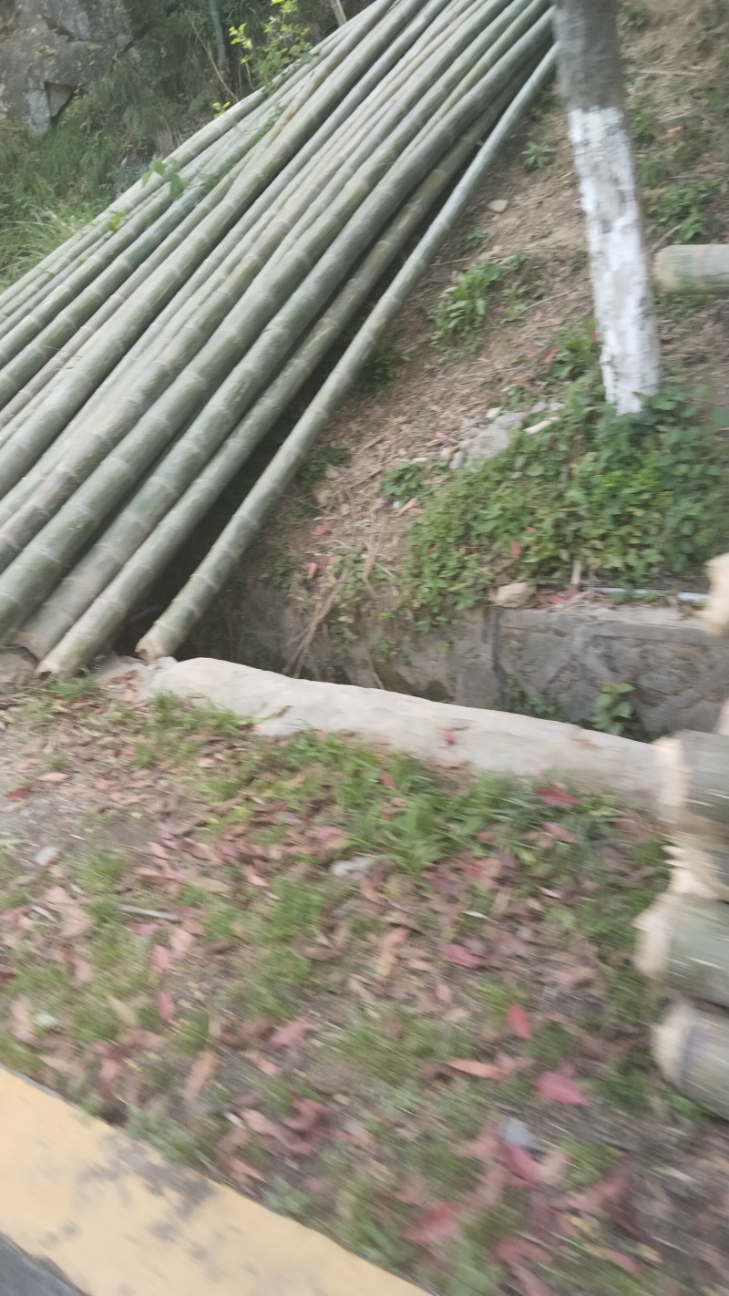 竹片竹条楠竹毛竹板温室龙骨大棚竹篱笆蔬菜架农用搭架竹栅栏