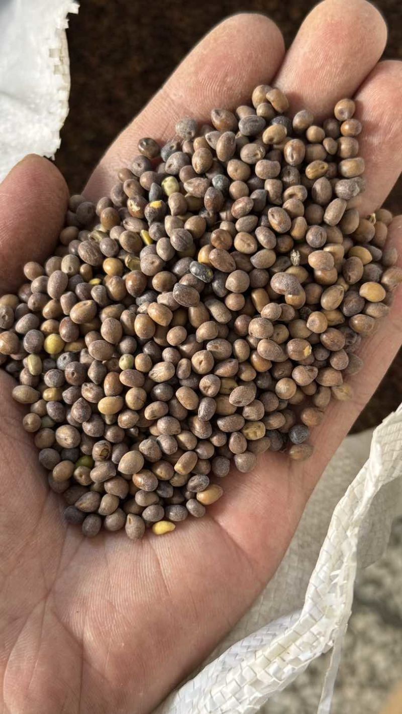 苦参种子，新产苦参种子颗粒饱满，颜色好看