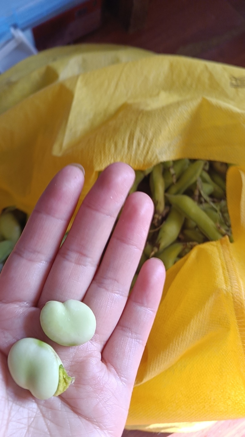 蚕豆