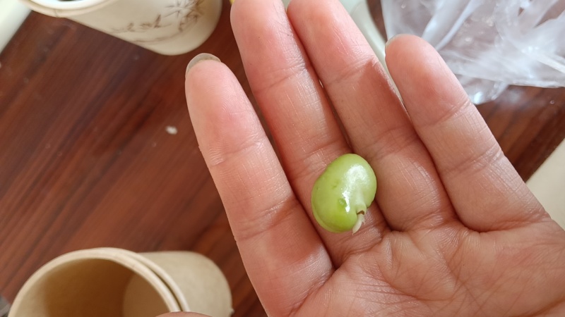 蚕豆
