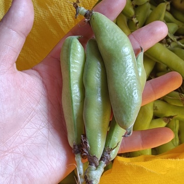 蚕豆