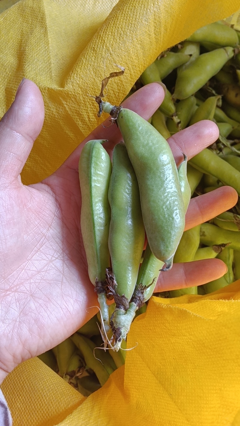 蚕豆