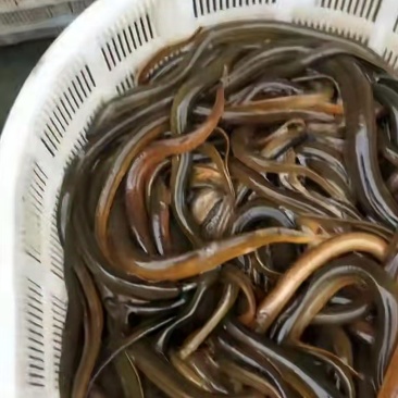 大量出售鳝鱼