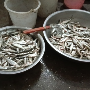 小白条