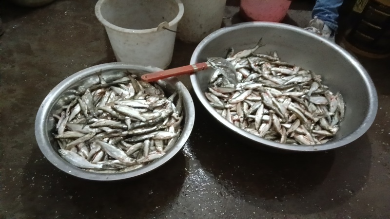 小白条