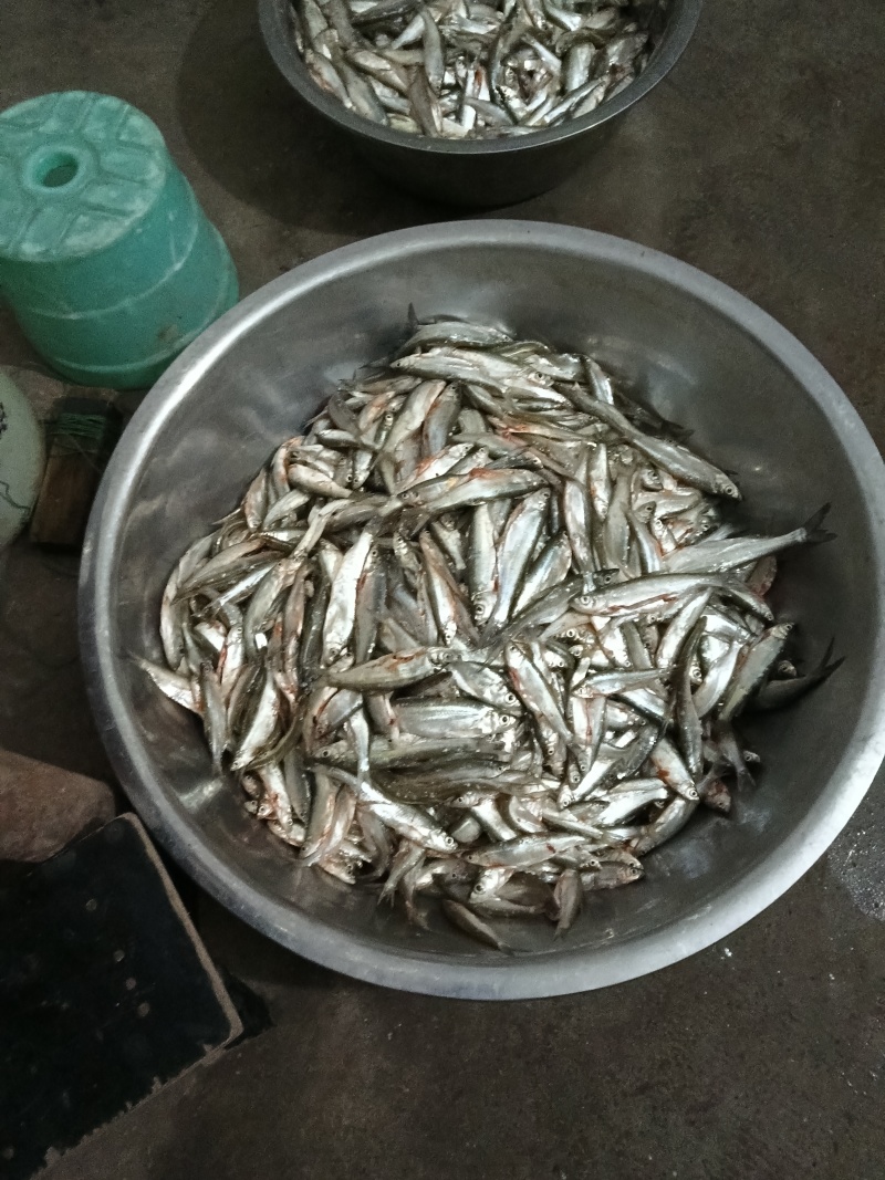 小白条
