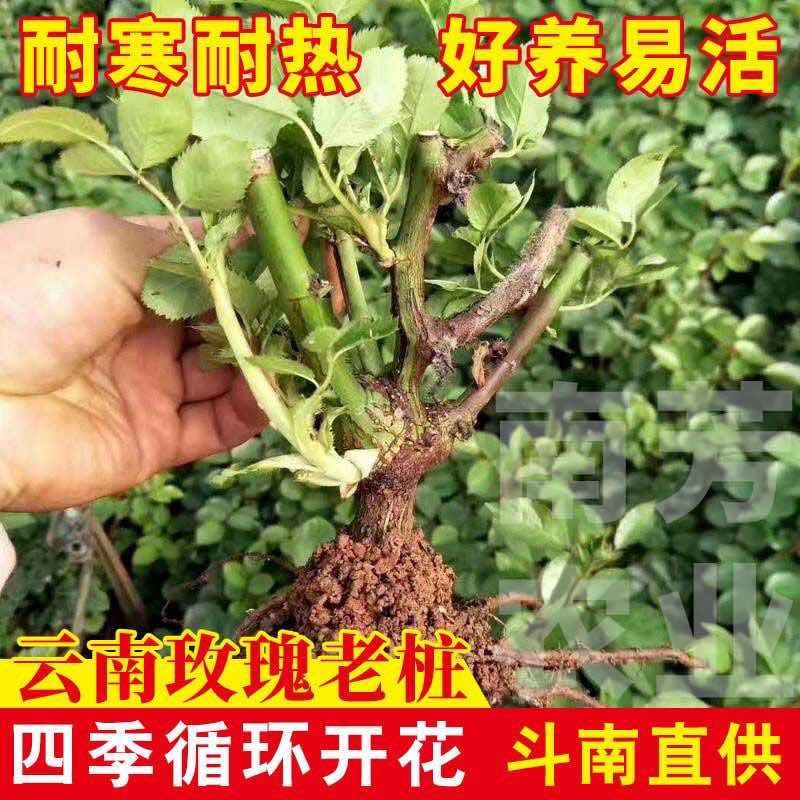 云南四季玫瑰老桩