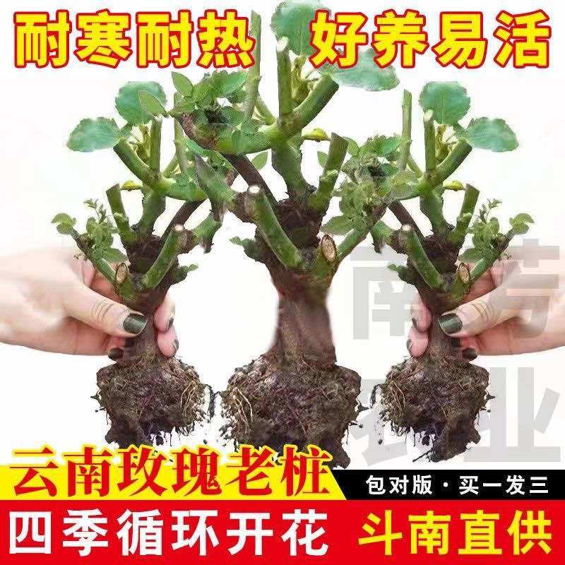云南四季玫瑰老桩