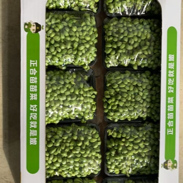 黄豆苗，营养健康