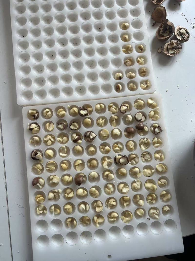 夏威夷果