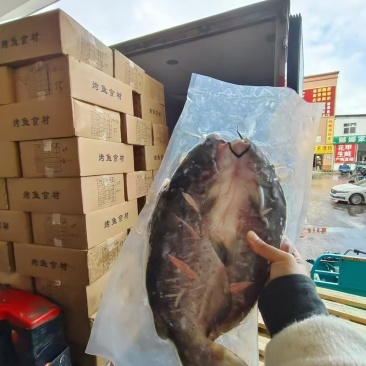 开背腌制清江鱼全规格到货一柜