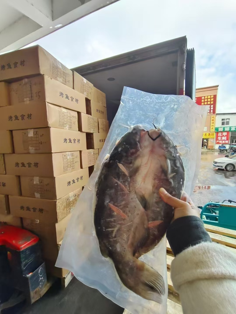 开背腌制清江鱼全规格到货一柜