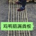 竹羊鸡鸭鹅漏粪板玻璃钢漏粪板
