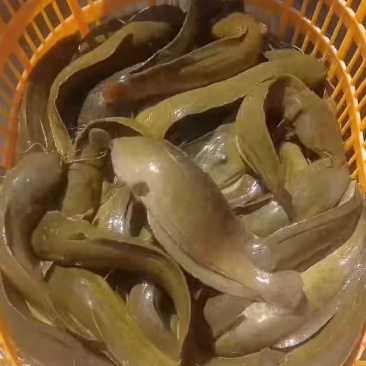 唐角鱼三两到一斤，在江门