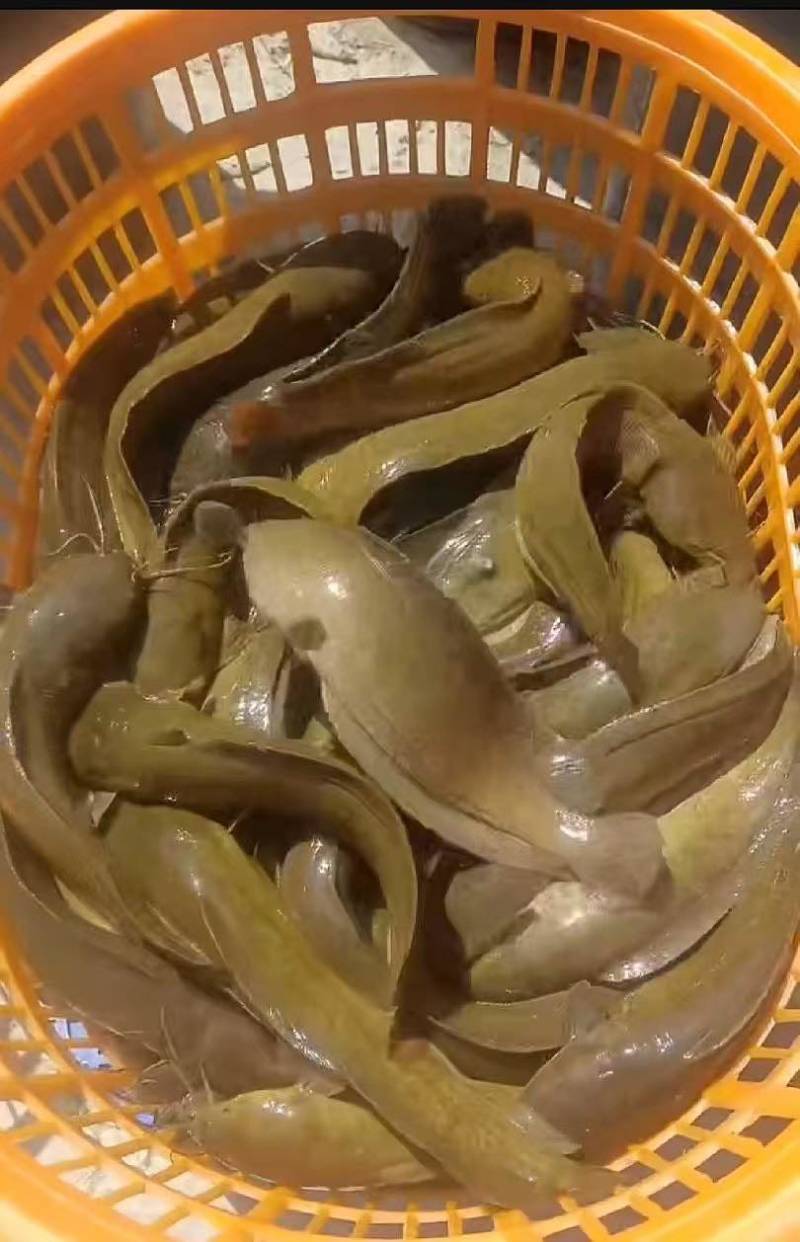 唐角鱼三两到一斤，在江门
